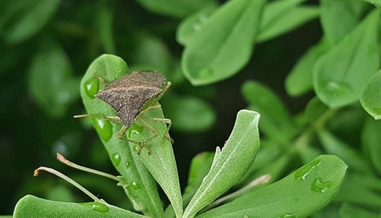 How To Prevent Stink Bugs