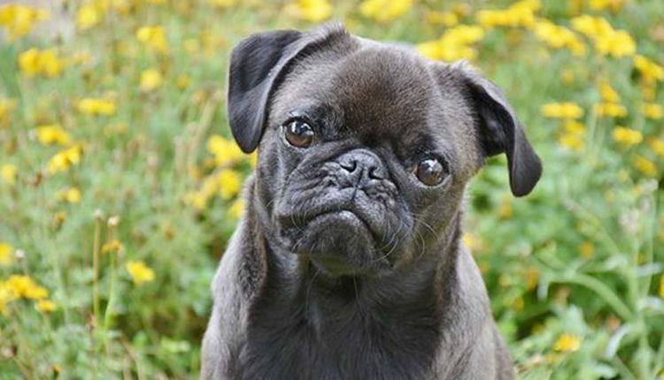 Understanding How Dogs Learn