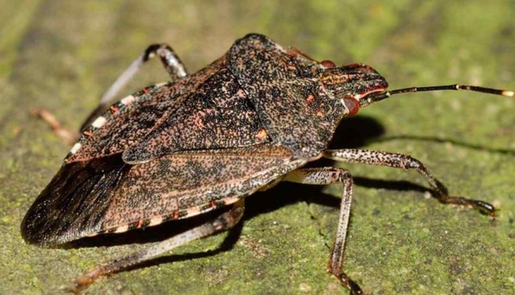Avoid Unwanted Bed Bug