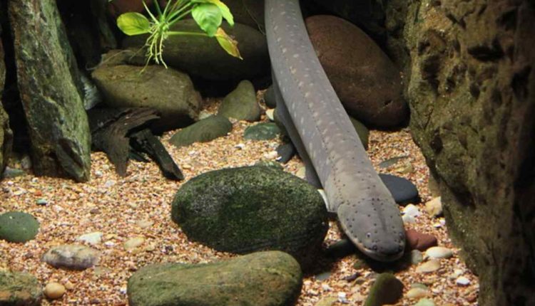 How To Set Up A Saltwater Aquarium